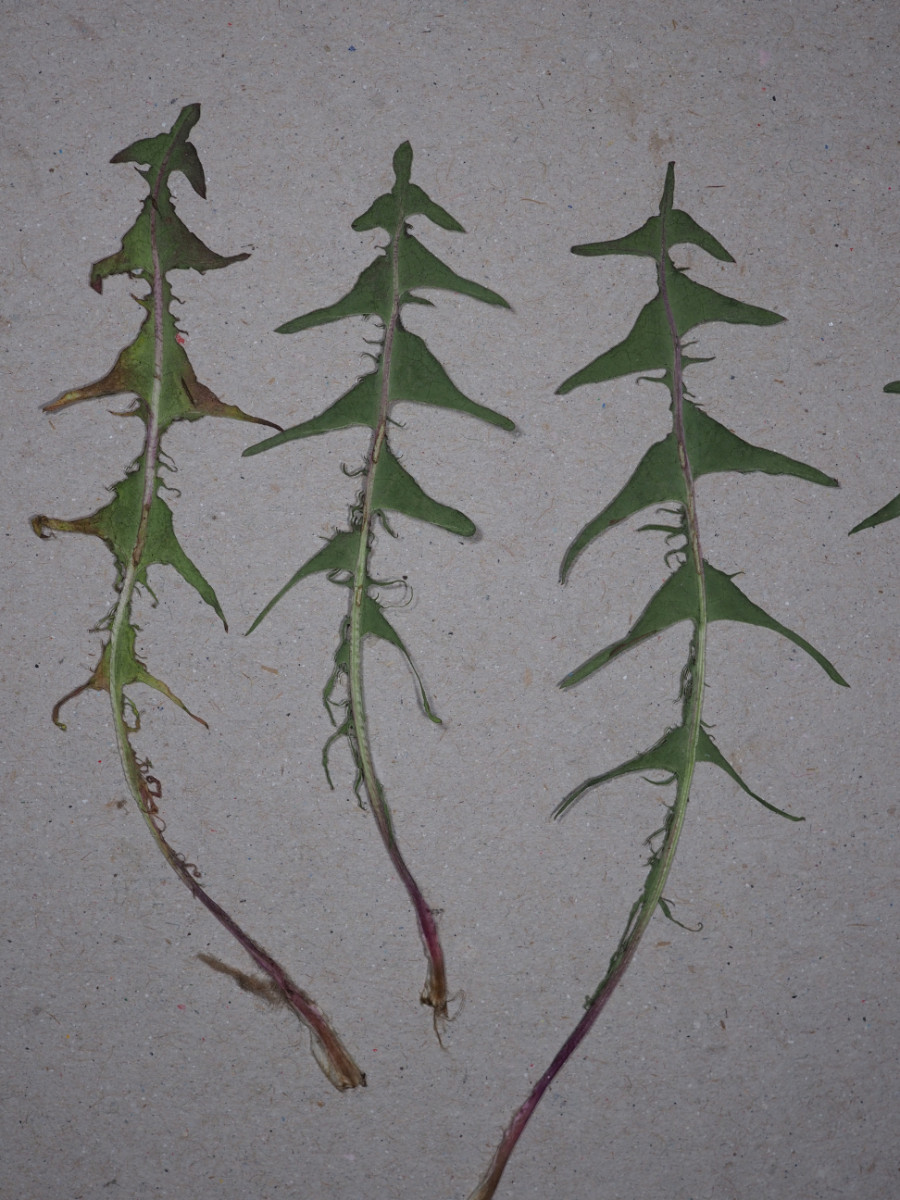 P4182430.JPG