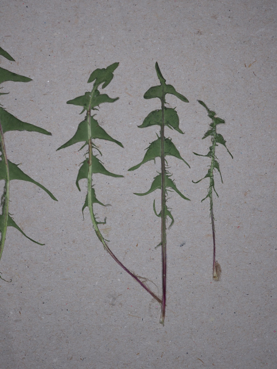 P4182431.JPG