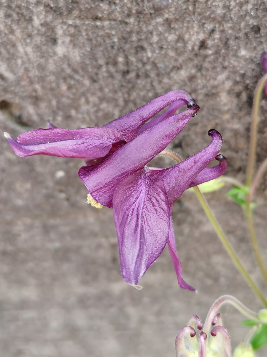欧耧斗菜 (2).jpg