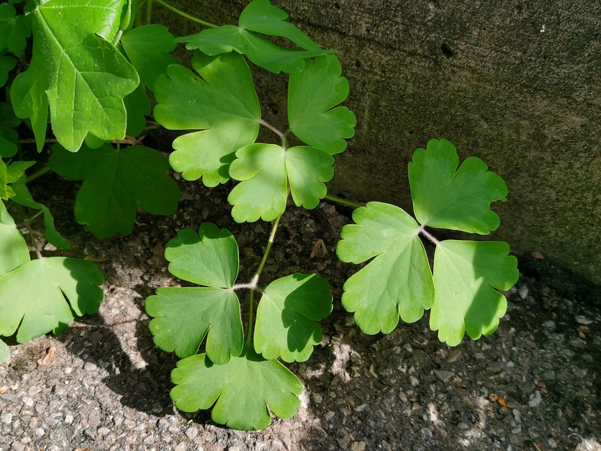 欧耧斗菜 (3).jpg