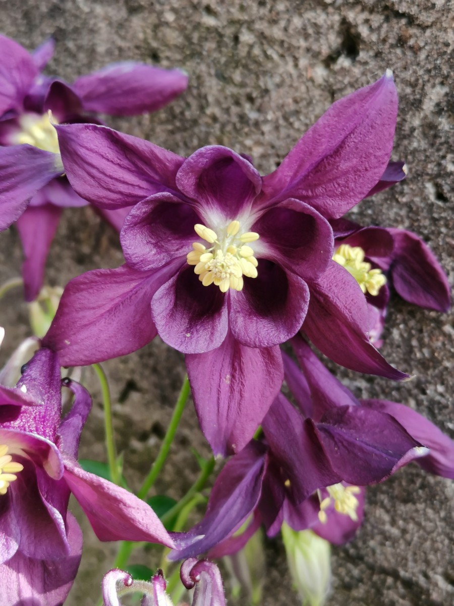 欧耧斗菜 (6).jpg