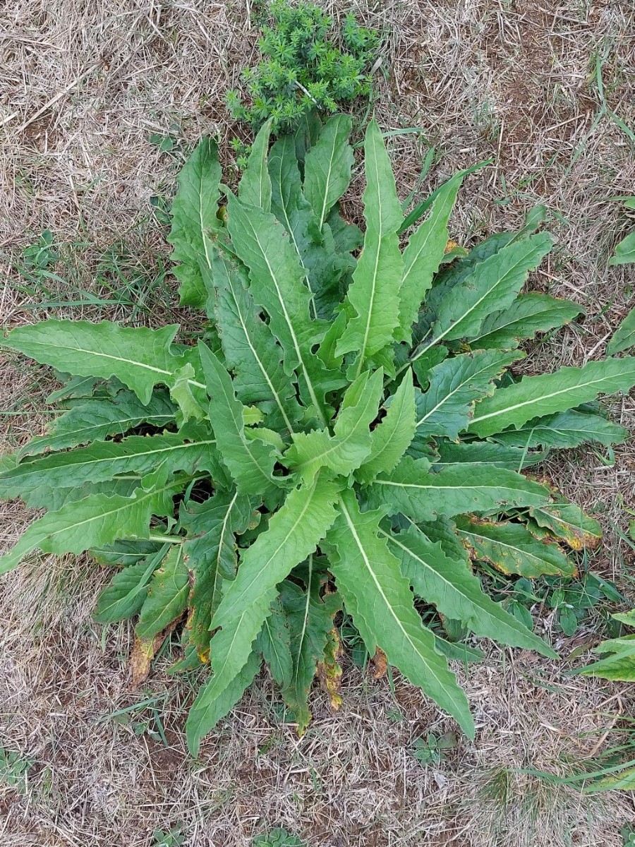 2022-09-11_Bunias orientalis_Maindamm LIF.jpg