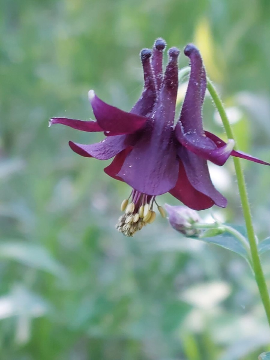 2022-05-17_Aquilegia atrata 2_Stadtwald Augsburg.jpg