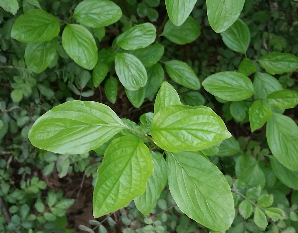Roter Hartriegel.jpg