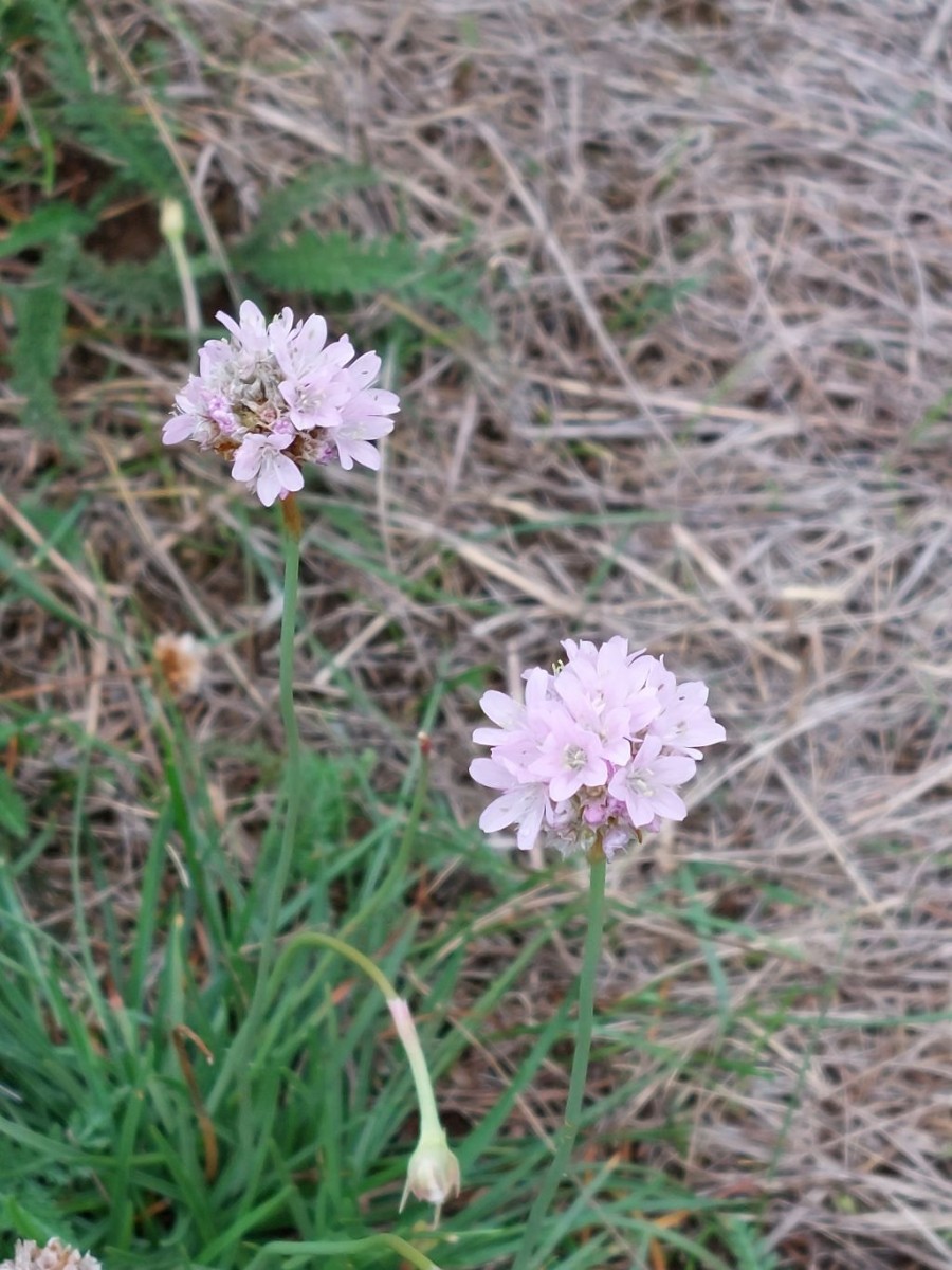 2022-09-11_Armeria maritima ssp elongata_Maindamm LIF.jpg