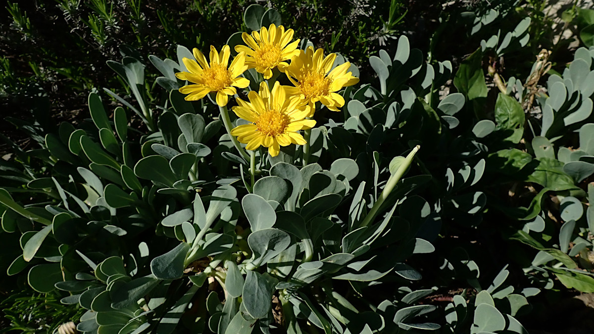 Hertia cheirifolia-a_04-2025.jpg