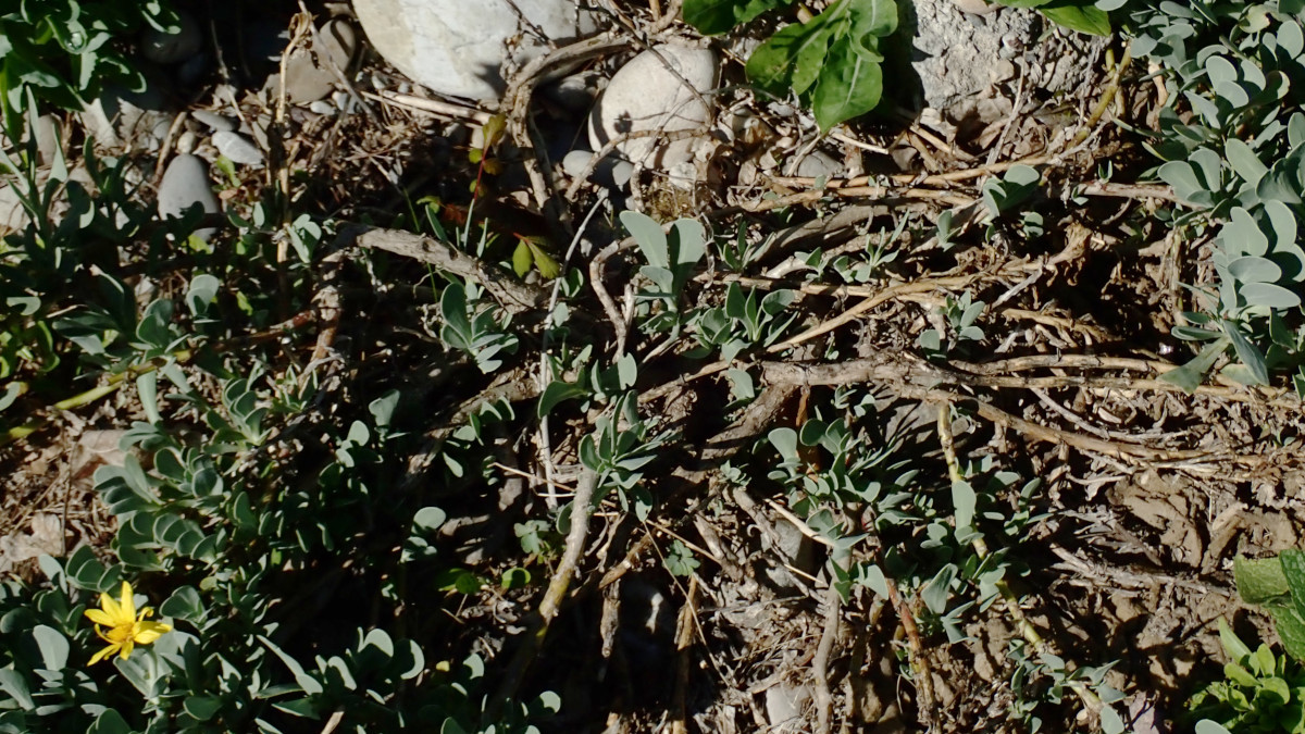 Hertia cheirifolia-b_04-2025.jpg