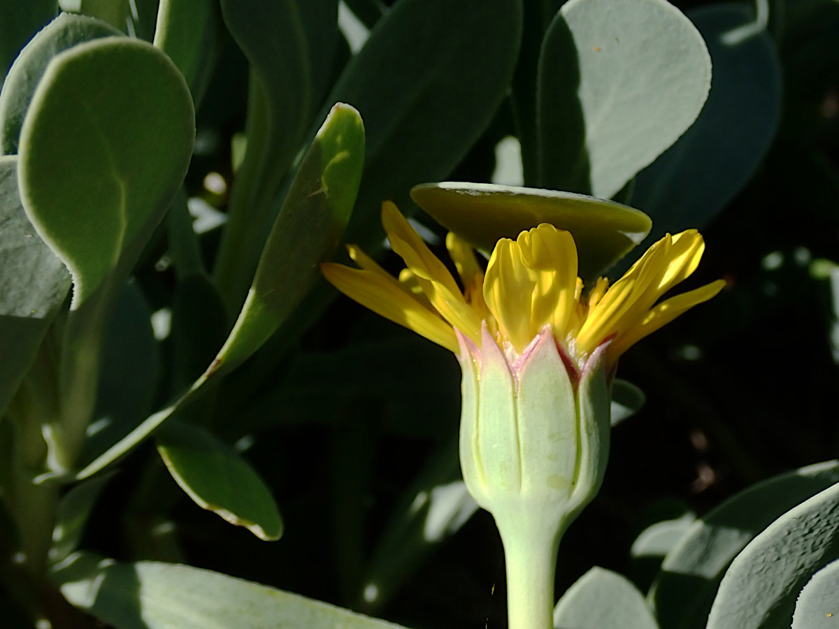 Hertia cheirifolia-c_04-2025.jpg