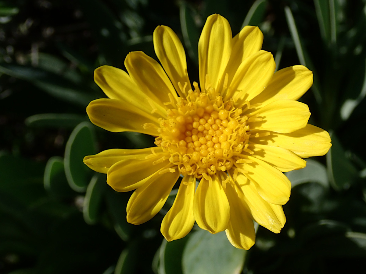 Hertia cheirifolia-e_04-2025.jpg