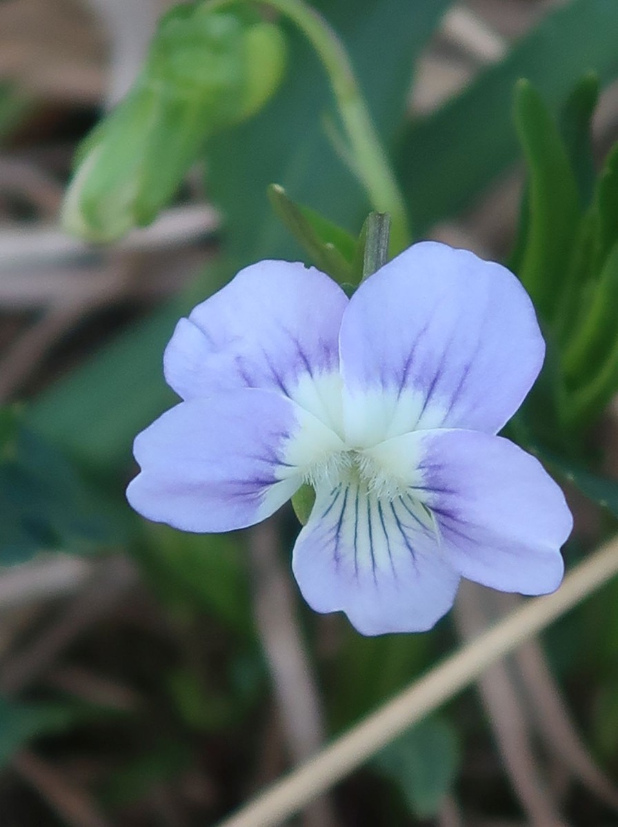 2025-04-22_Viola pumila_Bahngrube Donauwörth.jpg