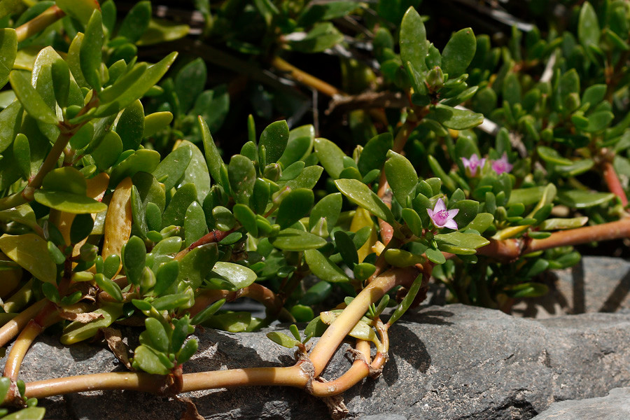 Sesuvium portulacastrum - Meerportulak (Habitus).jpg