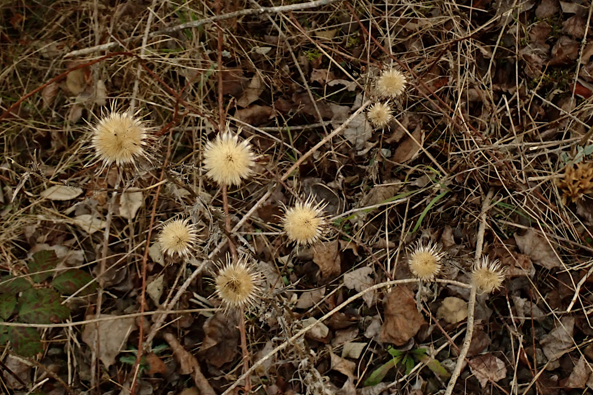 Distel-a_03-2025.jpg