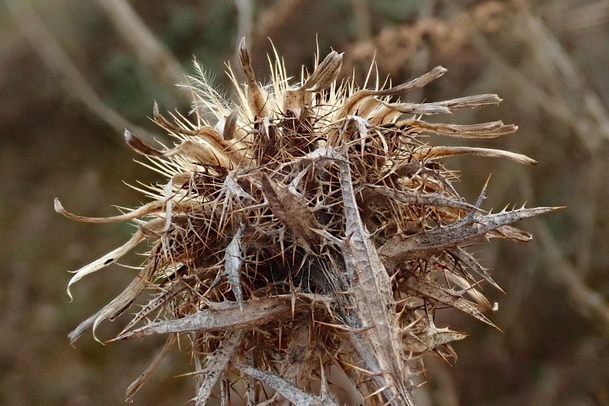 Distel-b_03-2025.jpg