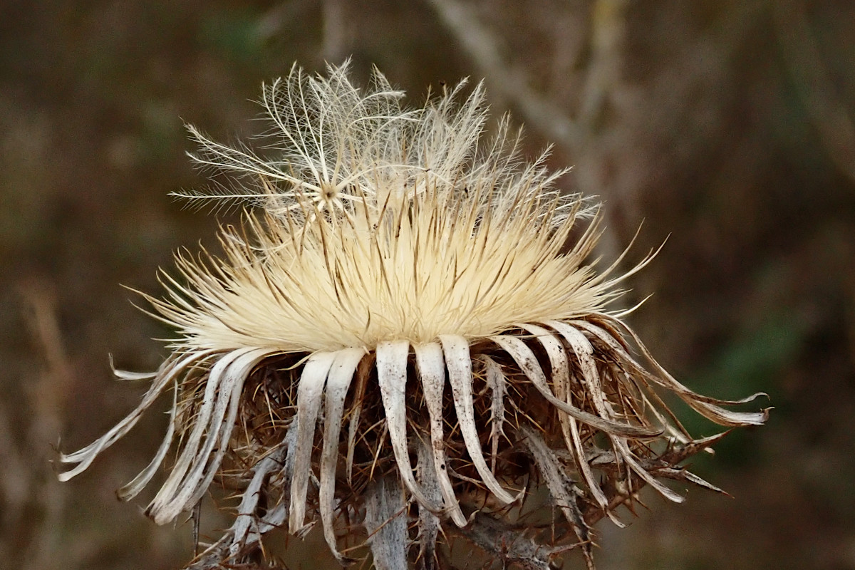 Distel-c_03-2025.jpg
