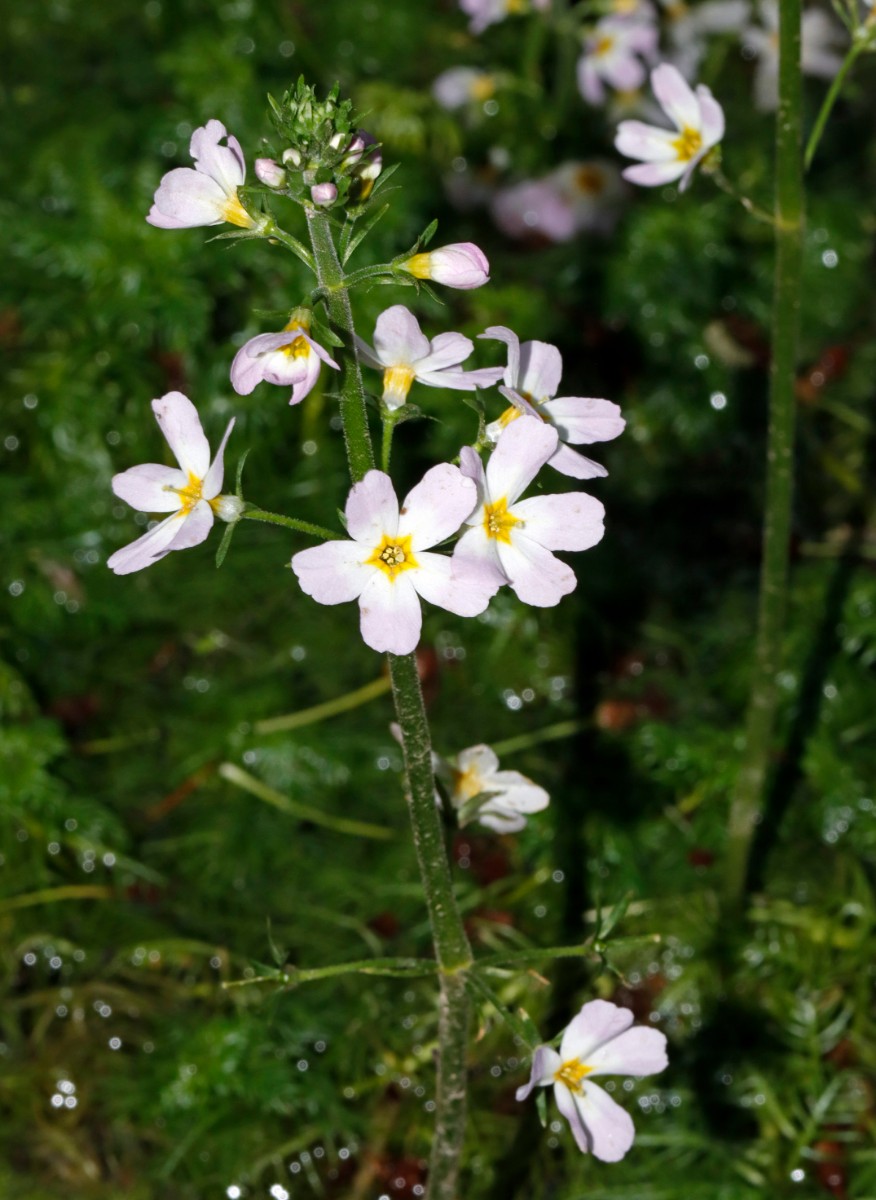 Hottonia palustris Nussloch WeißeHohle A02.jpg