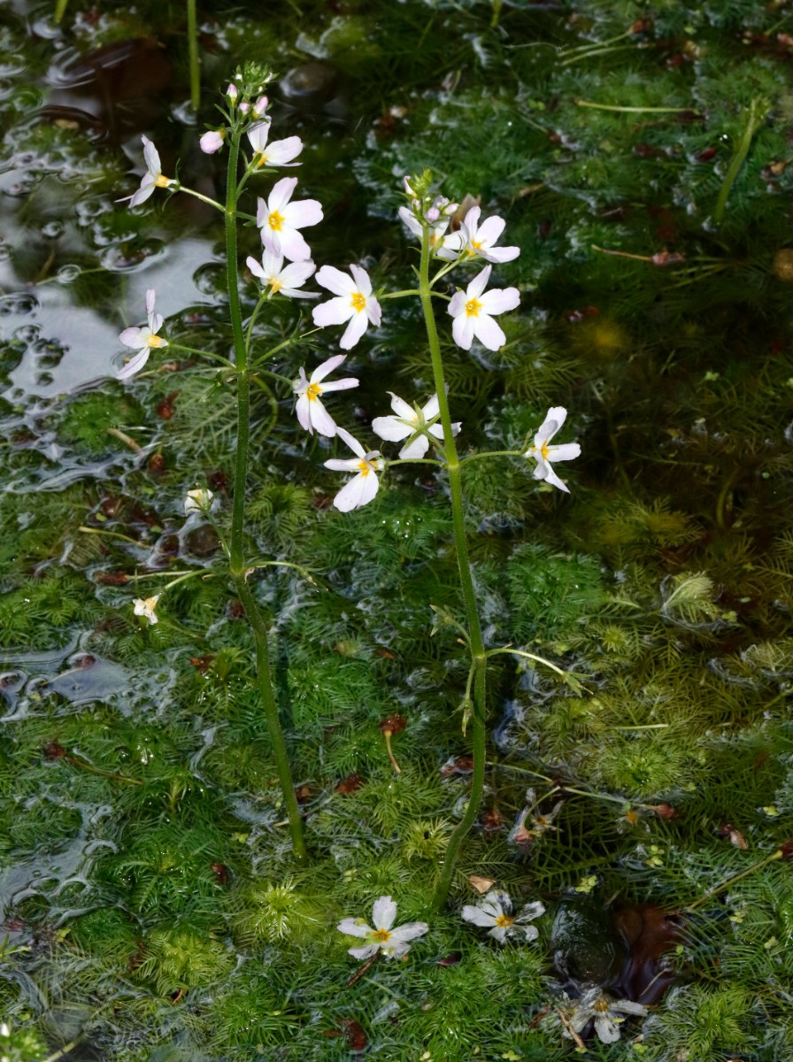 Hottonia palustris Nussloch WeißeHohle A06.jpg