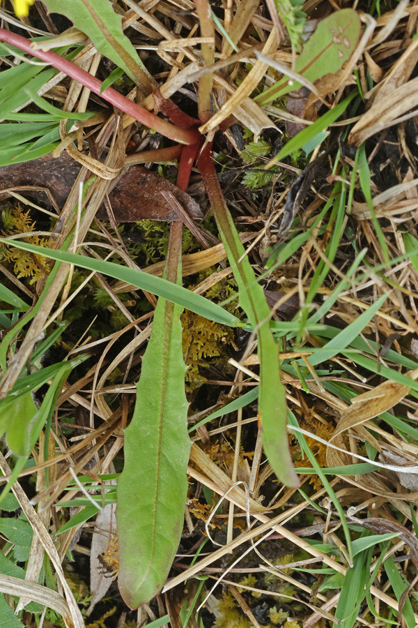 Taraxacum sekt palustria (Blatt1 OS).jpg