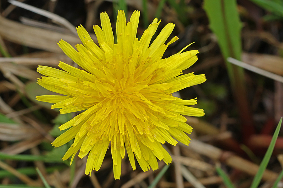 Taraxacum sekt palustria (Blüte- OS).jpg