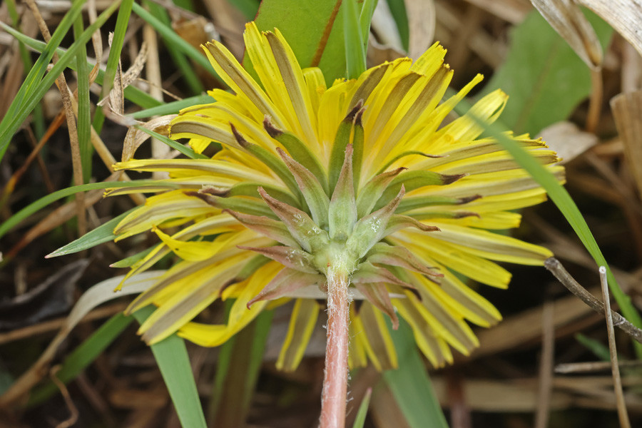Taraxacum sekt palustria (Blüte- US).jpg