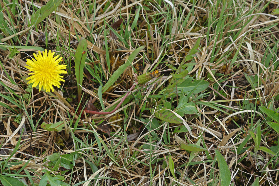 Taraxacum sekt palustria (Habitus).jpg