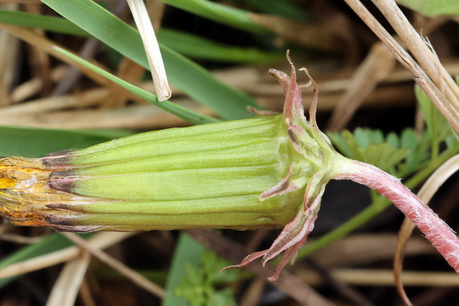 Taraxacum sekt palustria (verbl).jpg