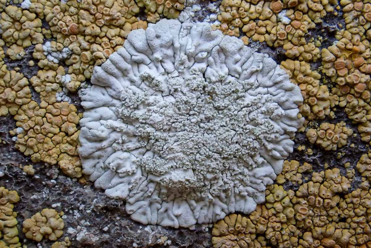 k-Diploicia canescens_02.JPG