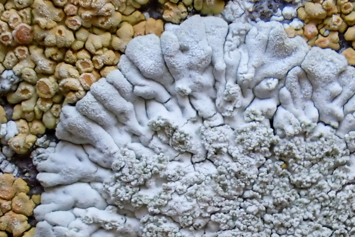 k-Diploicia canescens_03.jpg