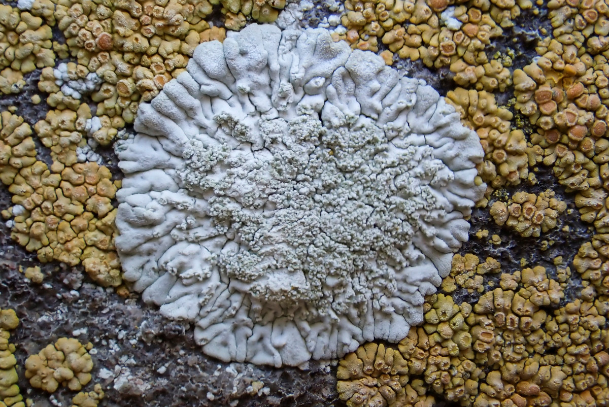 k-Diploicia canescens_04.JPG