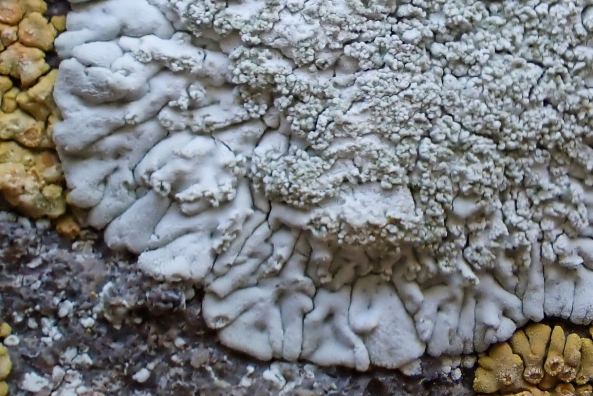 k-Diploicia canescens_05.jpg