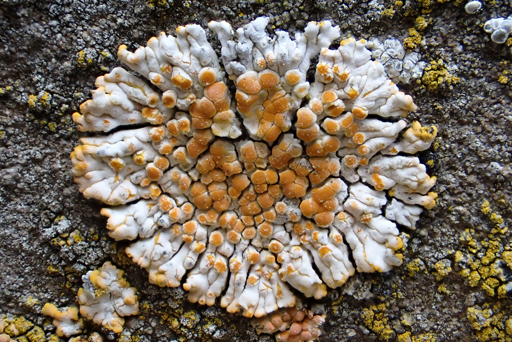 k-Calogaya pusilla_01P_8513.png