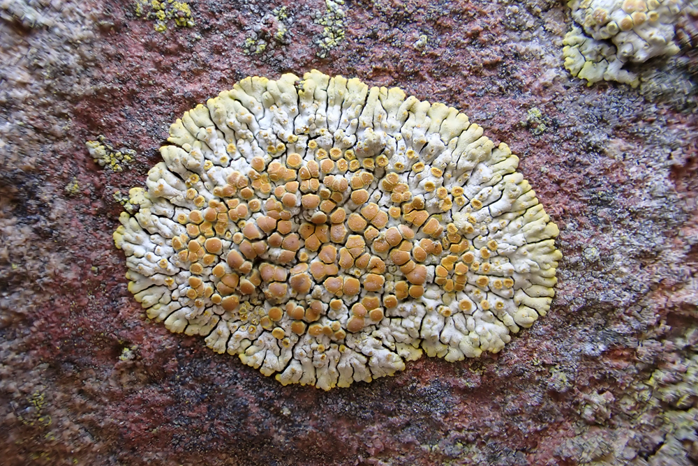 k-Calogaya pusilla_3.png
