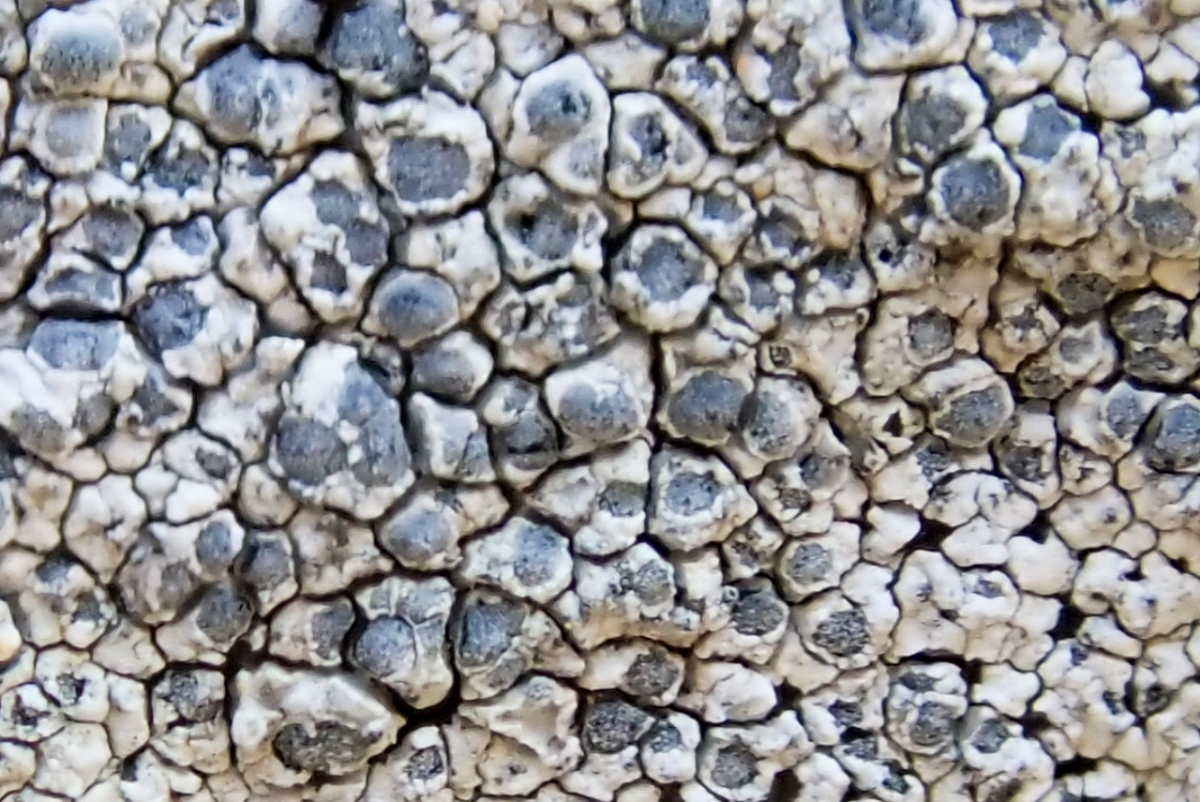 k-Diplotomma alboatrum_002.png