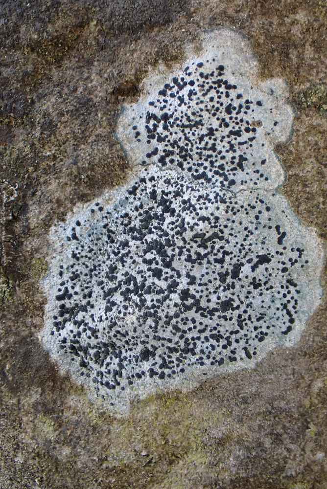 k-Porpidia crustulata _01.png