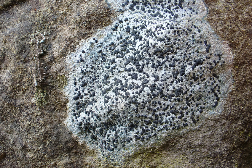 k-Porpidia crustulata _02.png