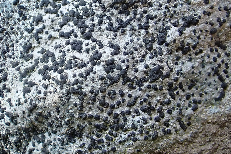 k-Porpidia crustulata _03.png