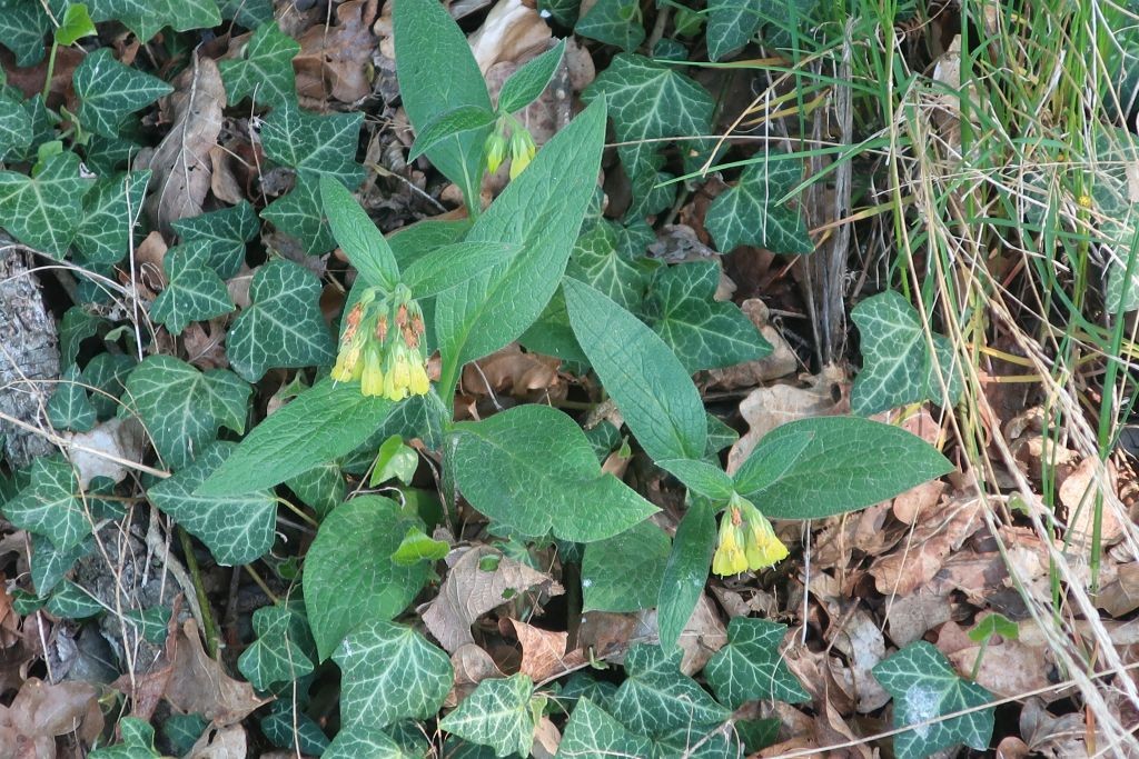 Symphytum tuberosum_2025-04-27 Walleshausen Purzelberg.jpg