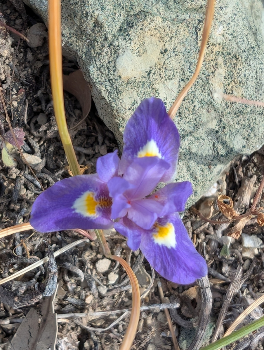 Moraea_sisyrinchium_1.jpg