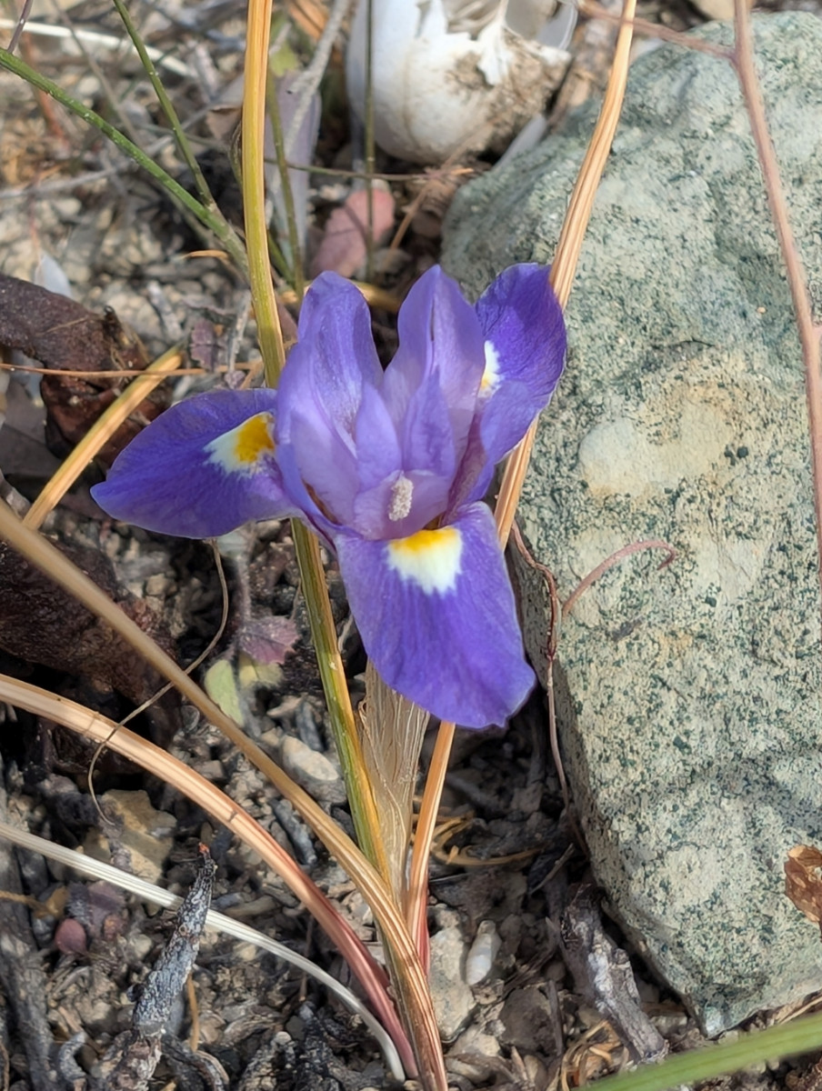 Moraea_sisyrinchium_2.jpg