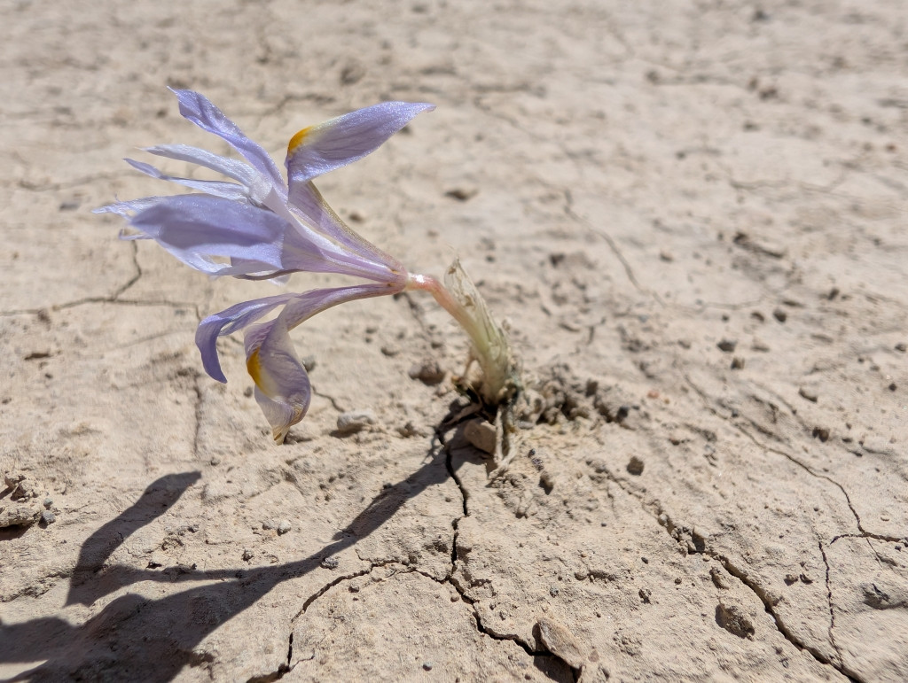 Moraea_spec_2.jpg