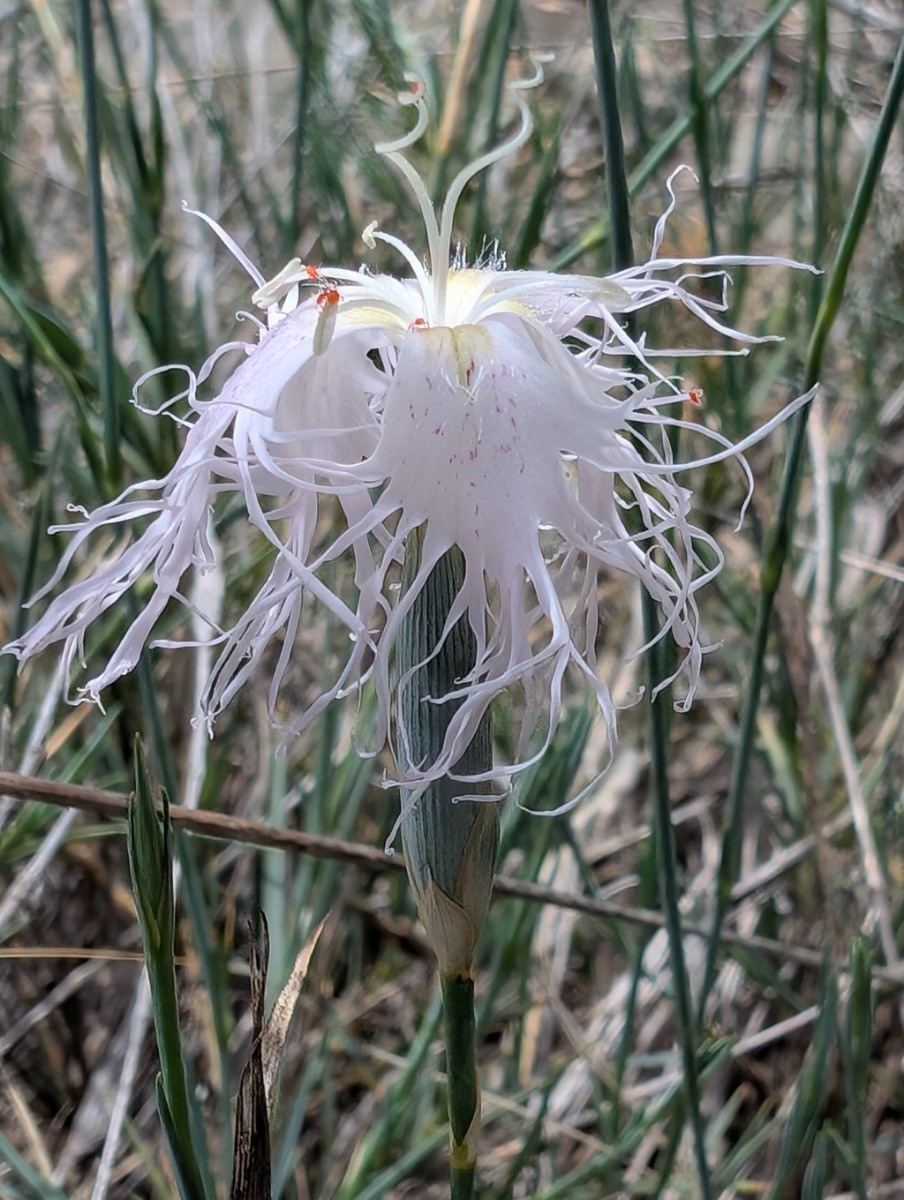 Dianthus_broteri_1.jpg
