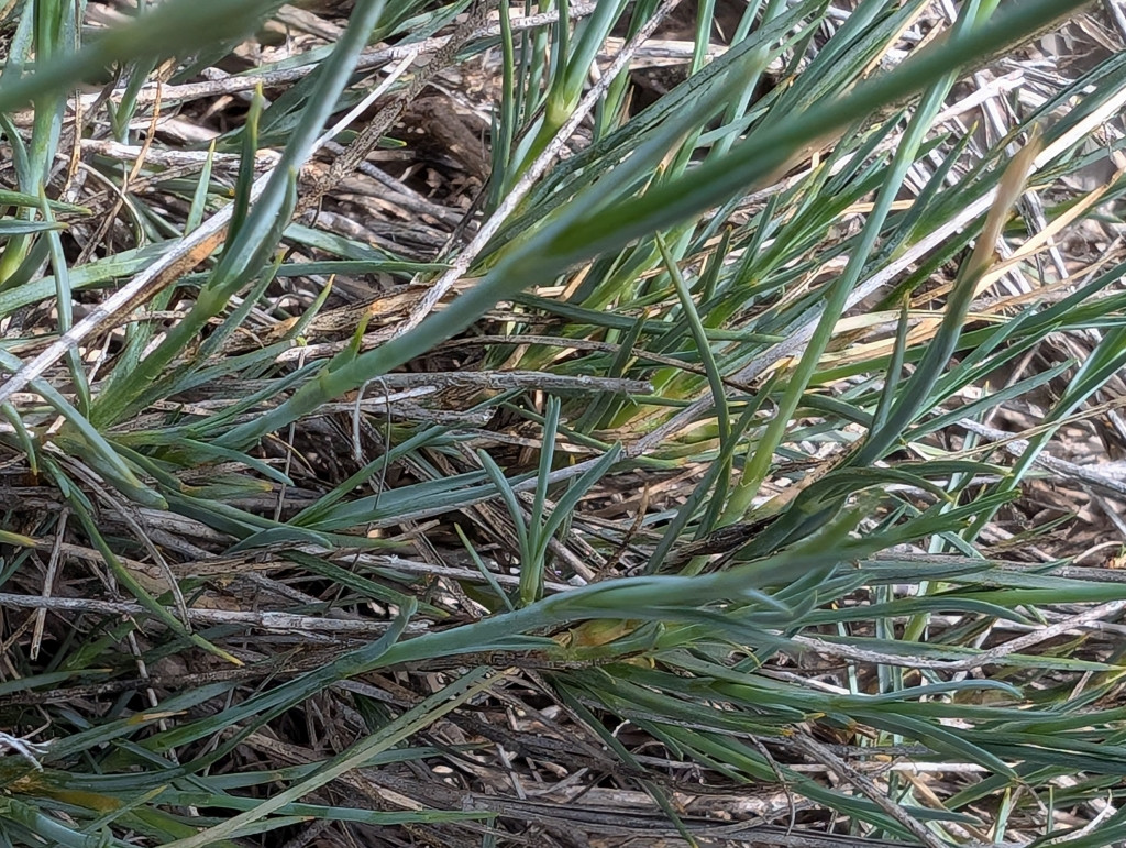 Dianthus_broteri_2.jpg