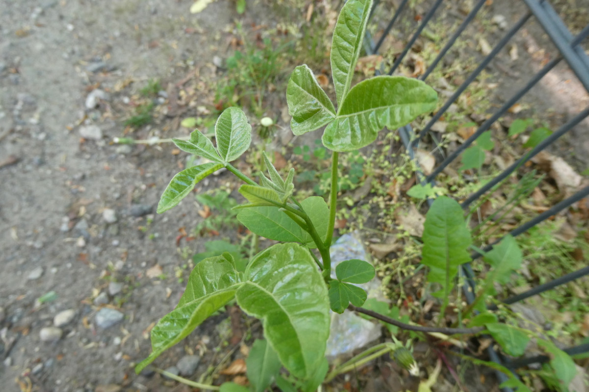 p2.JPG