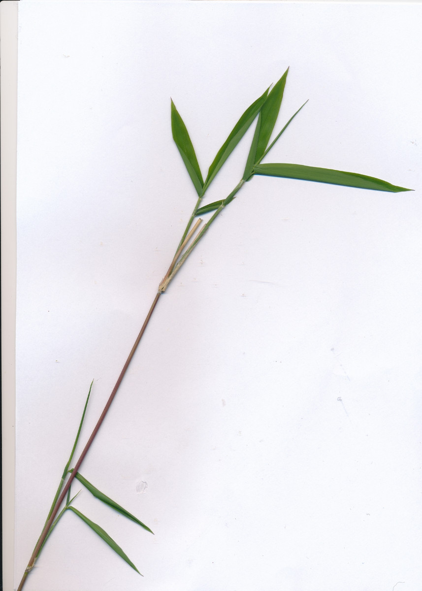 Gras_01.jpg