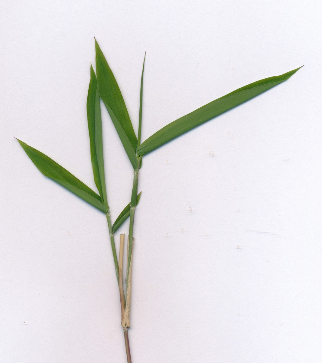 Gras_02.jpg