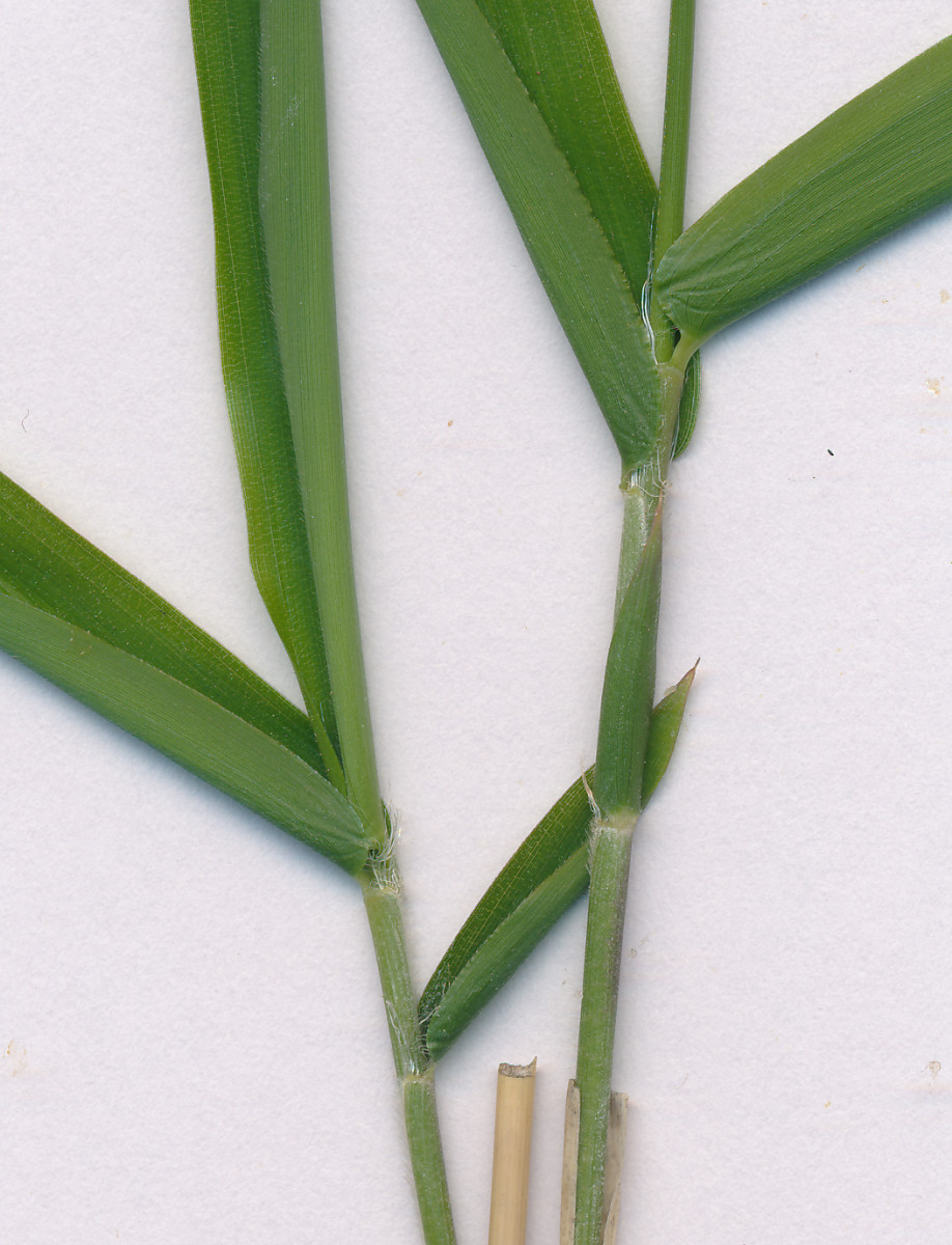 Gras_03.jpg