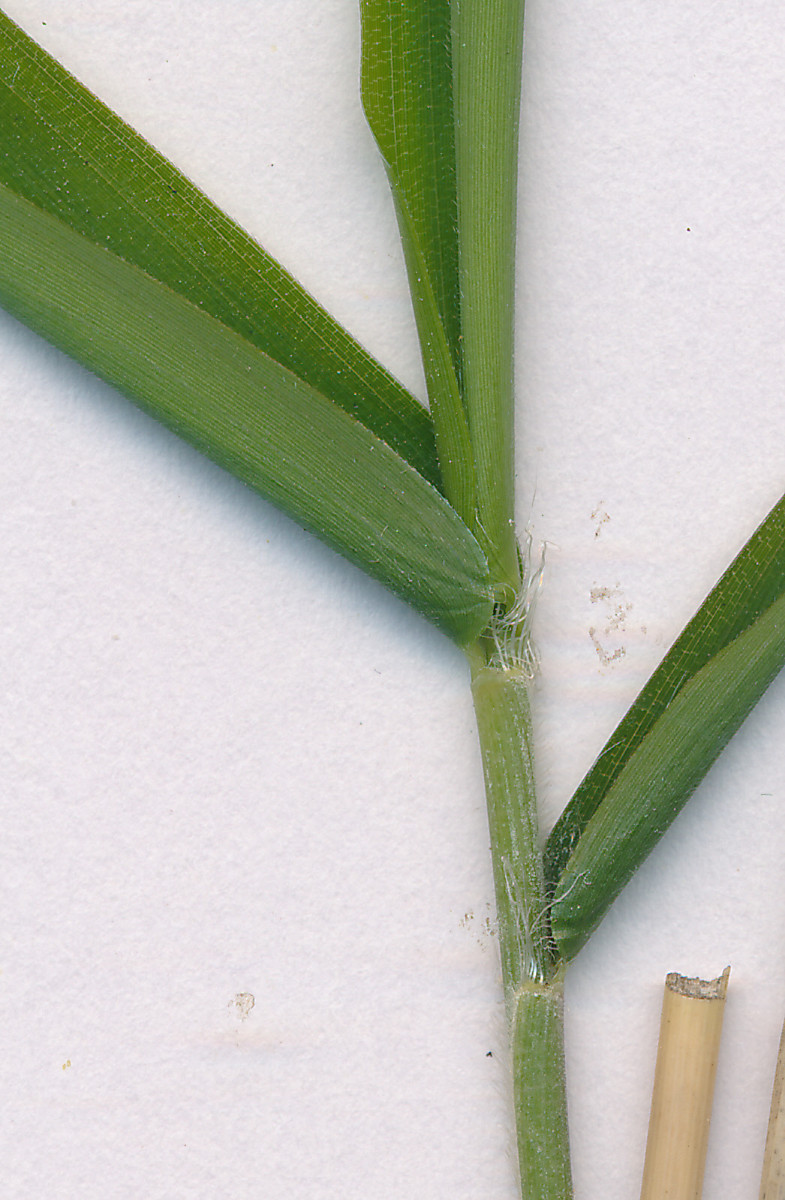 Gras_04.jpg