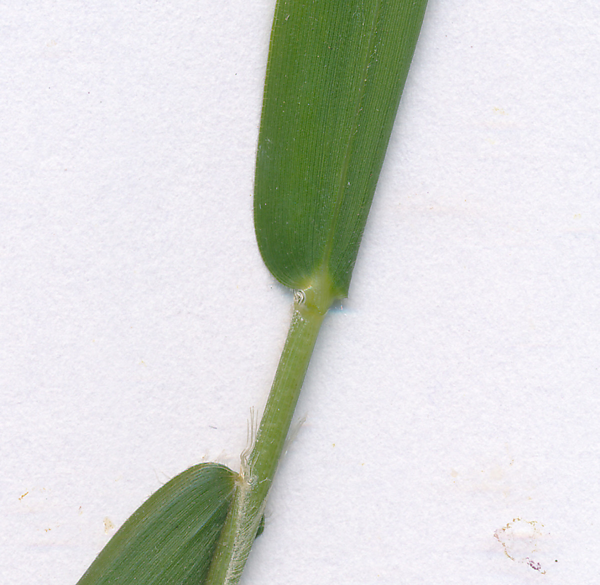 Gras_05.jpg