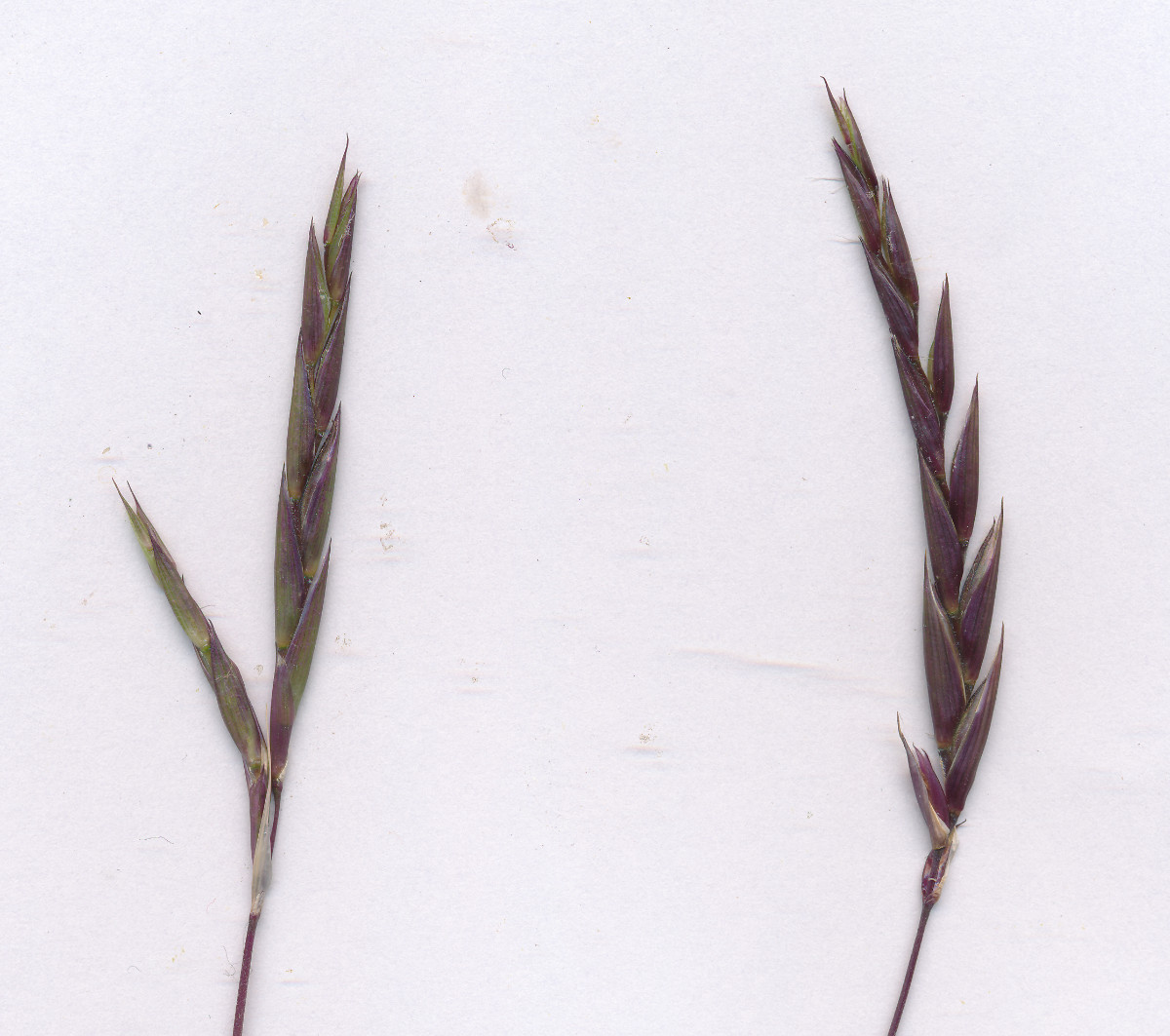 Gras_06.jpg
