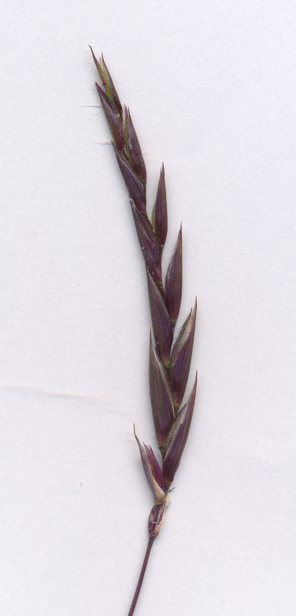 Gras_07.jpg