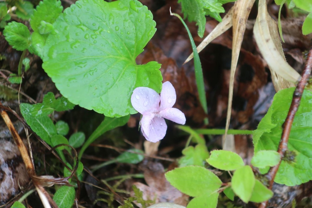 Viola mirabilis 2025-05-03.jpg